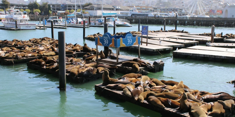 Fisherman's Wharf Chocolate & Gold Tour